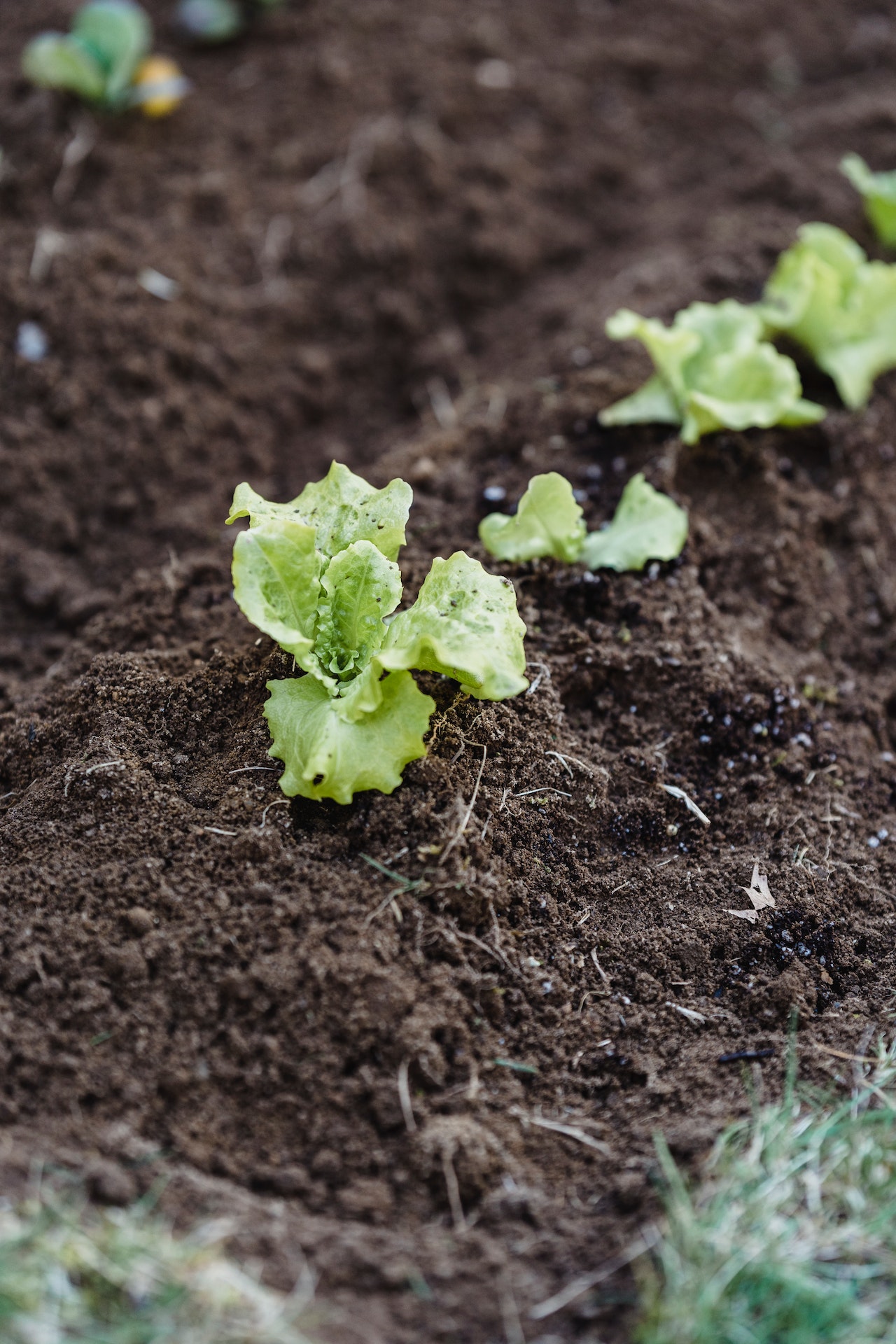 The National Sustainability Summit: Phosphorus Recycling