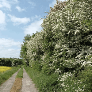 Are Our Hedgerows Being Misused and Wasted? A Missed Opportunity for Wildlife and the Environment