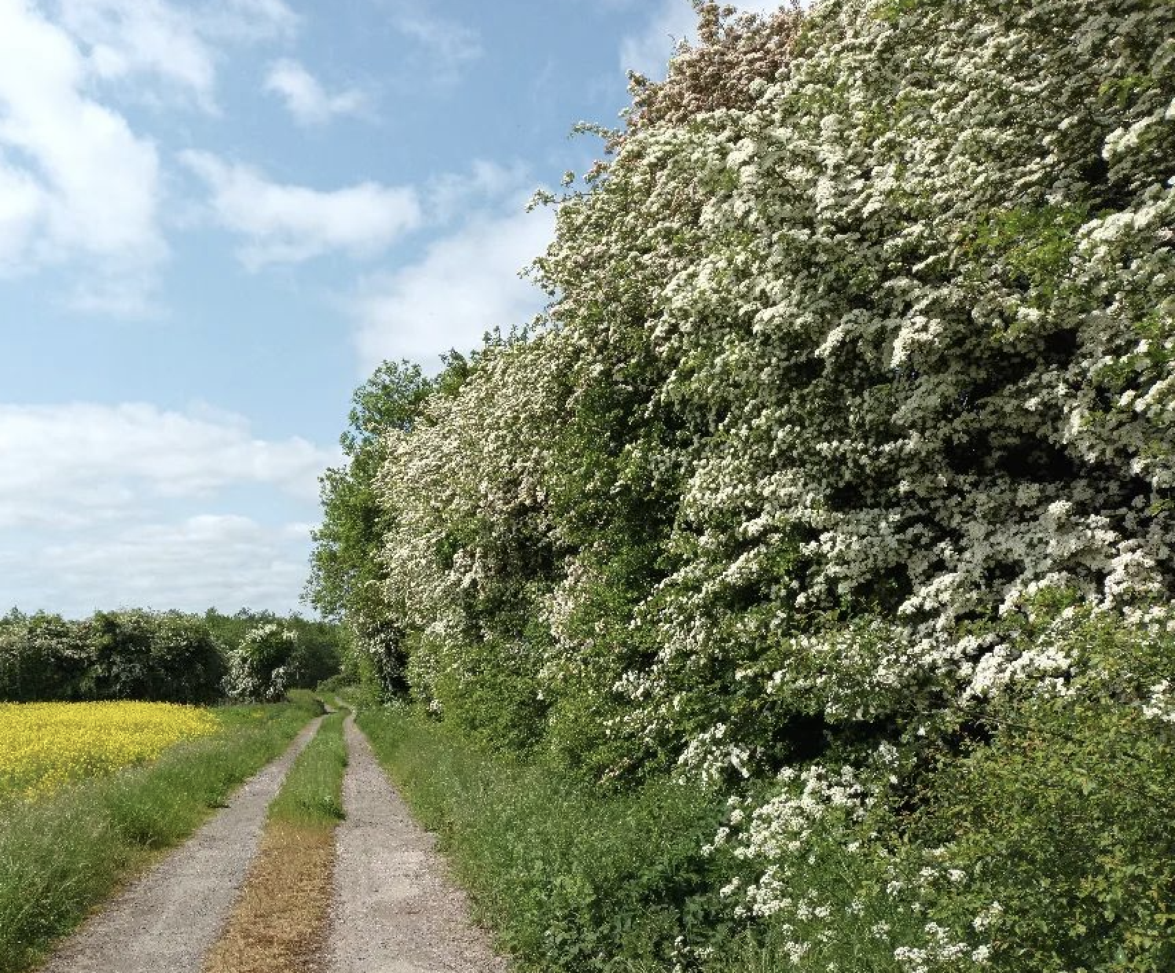 Are Our Hedgerows Being Misused and Wasted? A Missed Opportunity for Wildlife and the Environment