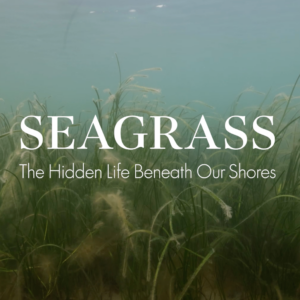 Join Us for our First Documentary Launch!
