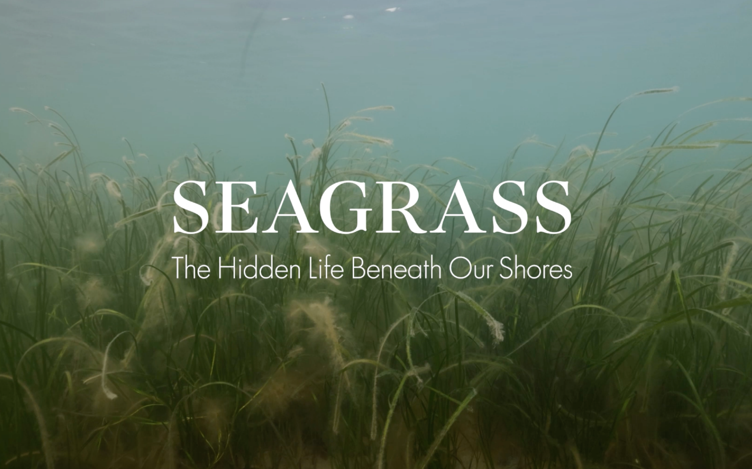 Join Us for our First Documentary Launch!